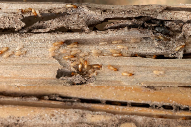 Best Mosquito Control Services  in Bayside Gardens, OR